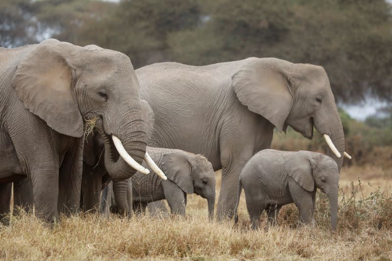 Elephants graze during World Elephant Day, in the Amboseli National Park