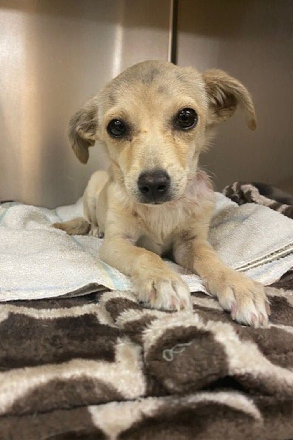 https://twitter.com/helpinRIVcoPETS/status/1528877322702508032/photo/2