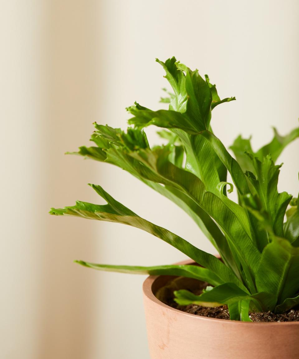 Bird's nest fern