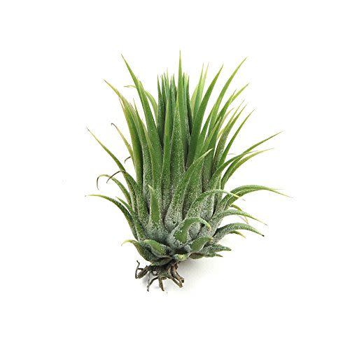 <p><strong>The Air Plant Shop</strong></p><p>amazon.com</p><p><strong>$19.25</strong></p><p><a href="https://www.amazon.com/dp/B00LKLPHPQ?tag=syn-yahoo-20&ascsubtag=%5Bartid%7C10052.g.3284%5Bsrc%7Cyahoo-us" rel="nofollow noopener" target="_blank" data-ylk="slk:Shop Now;elm:context_link;itc:0;sec:content-canvas" class="link ">Shop Now</a></p>