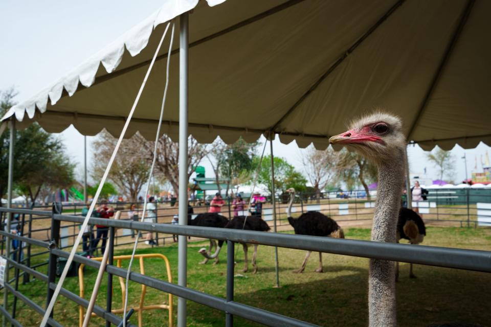 An ostrich stands at the edge of the pen at the Ostrich Festival on March 19, 2023, at Tumbleweed Park in Chandler.