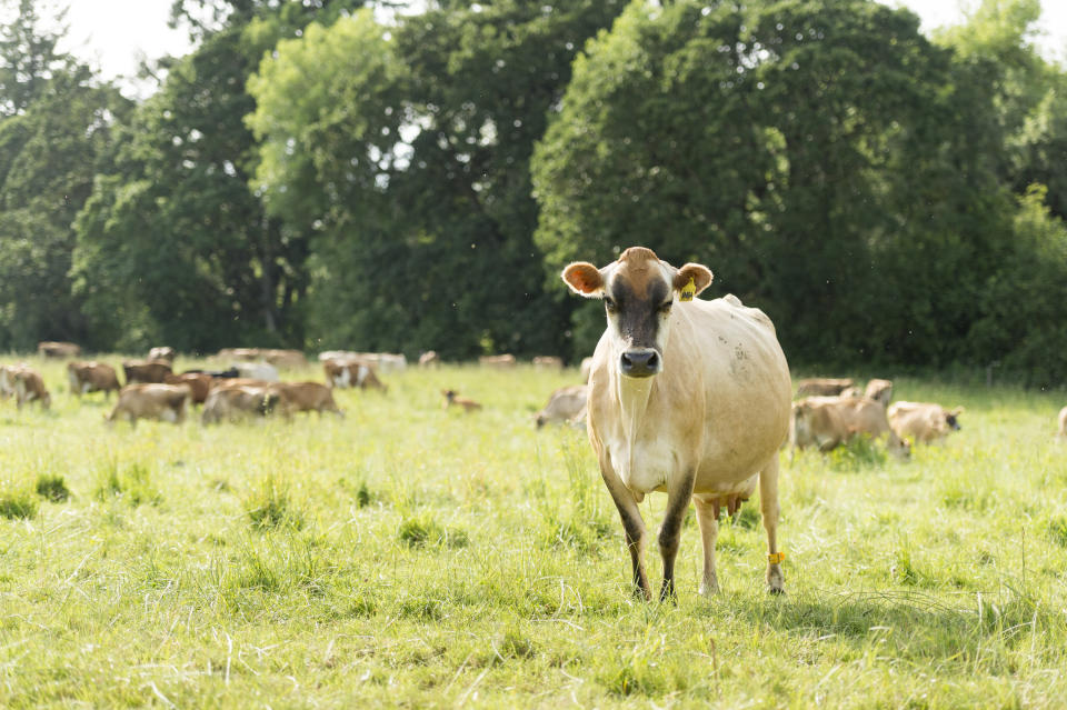Farmer John Bansen&rsquo;s cows spend an average of 233 days on pasture and get 90% of their diet from living forages &mdash; supplemented only with balayage (a kind of fermented forage made by tightly wrapping just-harvested grass) in the winter months when grass isn&rsquo;t growing. (Photo: Organic Valley)