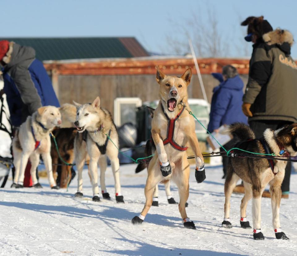 One of Hans Gatt's dogs is ready to go as Gatt made a brief stop at the Yukon River village of Kaltag during the 2014 Iditarod Trail Sled Dog Race on Saturday, March 8, 2014. (AP Photo/The Anchorage Daily News, Bob Hallinen)