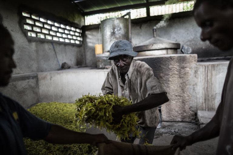 Workers prepare bags of ylang ylang flowers for a distillation process after which an oil is collected to be used as a base in perfumes