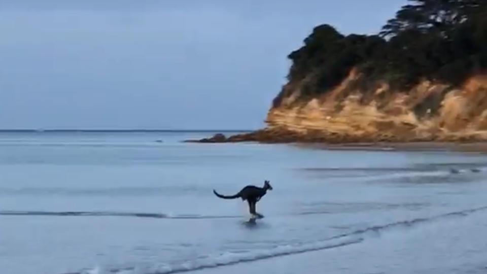A kangaroo hops out of the ocean. There are cliffs in the background.