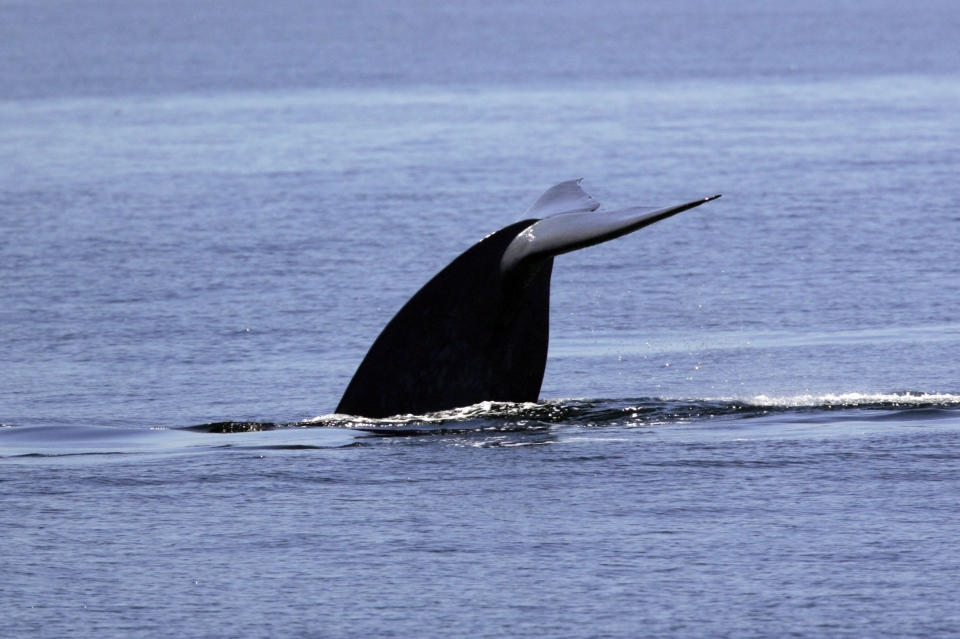 A blue whale is seen in the Santa Barbara Channel in this file photo from Sept. 7, 2007. / Credit: Stephen Osman/Los Angeles Times via Getty Images