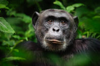 An extreme closeup portrait of the alpha male chimpanzee (Pan troglodytes), Kibale Forest National Park, Uganda.