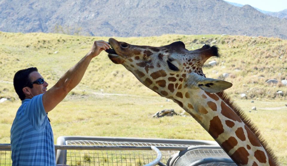 A giraffe eats March 3, 2020, at The Living Desert Zoo and Gardens in Palm Desert.