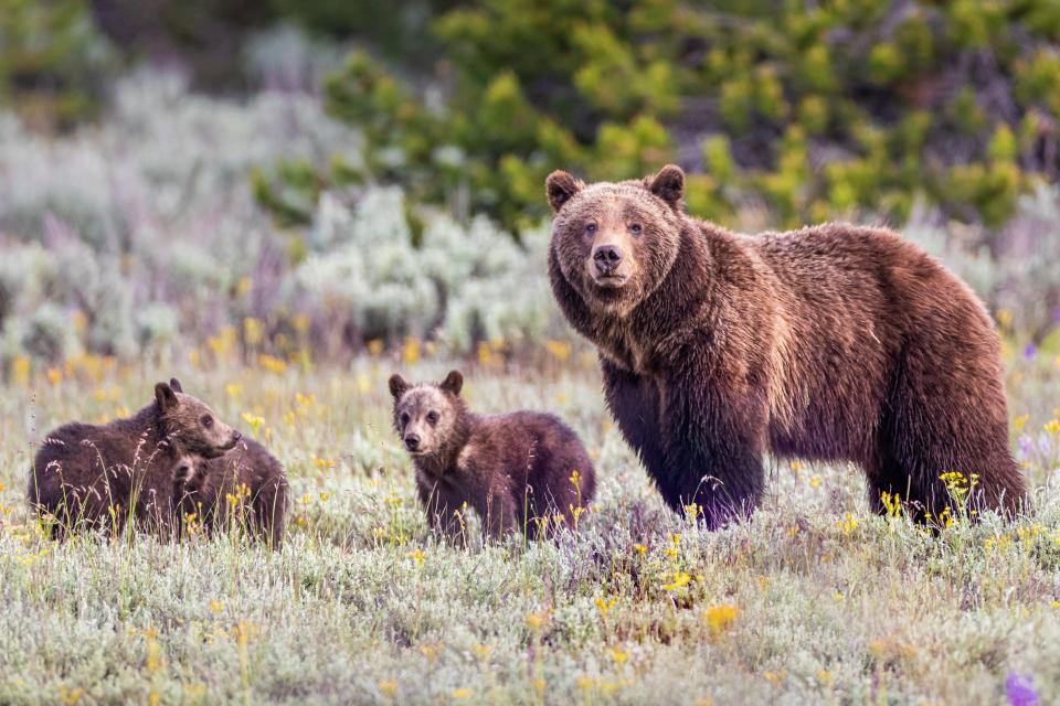 A large grizzly bear with three subs in field of wildflowers