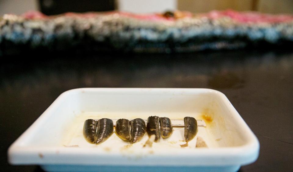 White-tailed deer hooves are displayed after being removed from stomach contents of a large female python during a necropsy at the Conservancy of Southwest Florida.  Wednesday, April 26, 2023. The python was found as part of an effort to rid Southwest Florida of the invasive snakes. The concept involves releasing males with radio transmitters, which then find females. The males are radio tracked by the biologists, where they hopefully find large females with eggs that are then removed from the wild. The program is 10 years old. They have removed over 1,000 pythons and over 30,000 lbs. of snakes in those 10 years. 