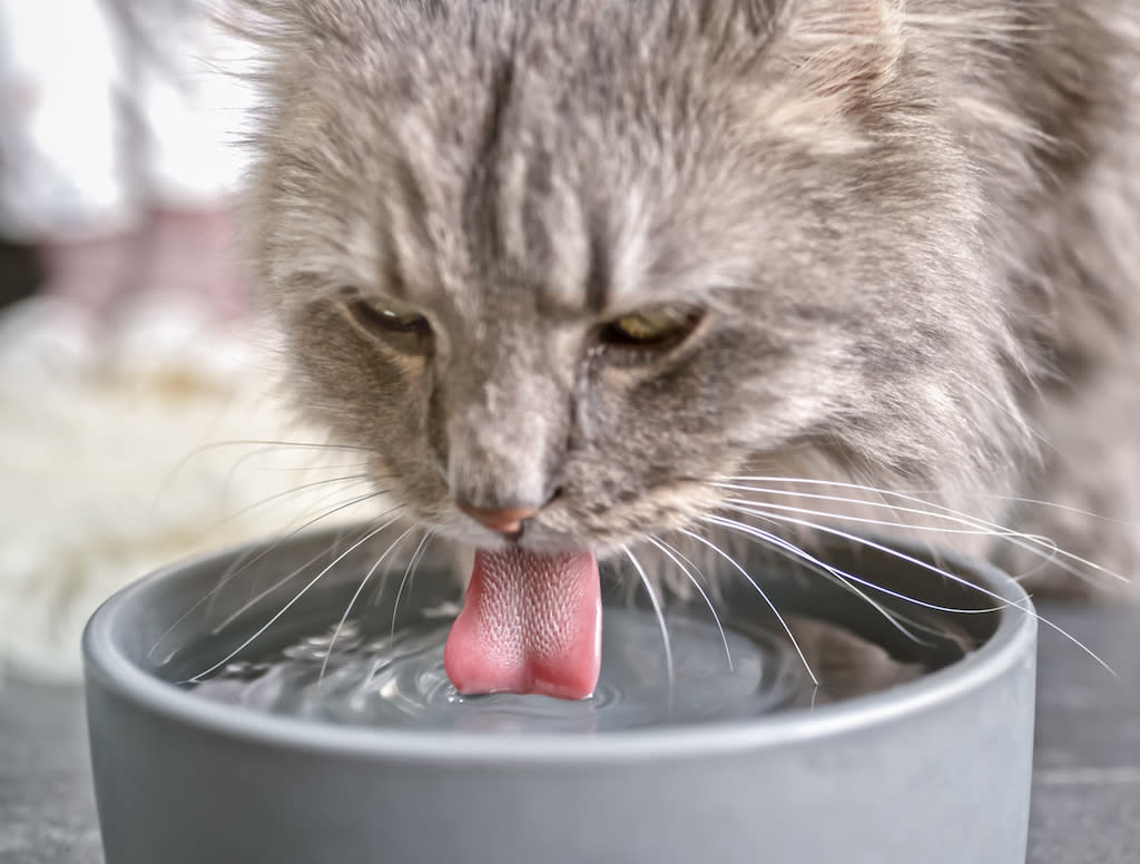 La fontaine à eau est idéal pour pousser nos animaux de compagnie à boire. (Photo : Getty Images)