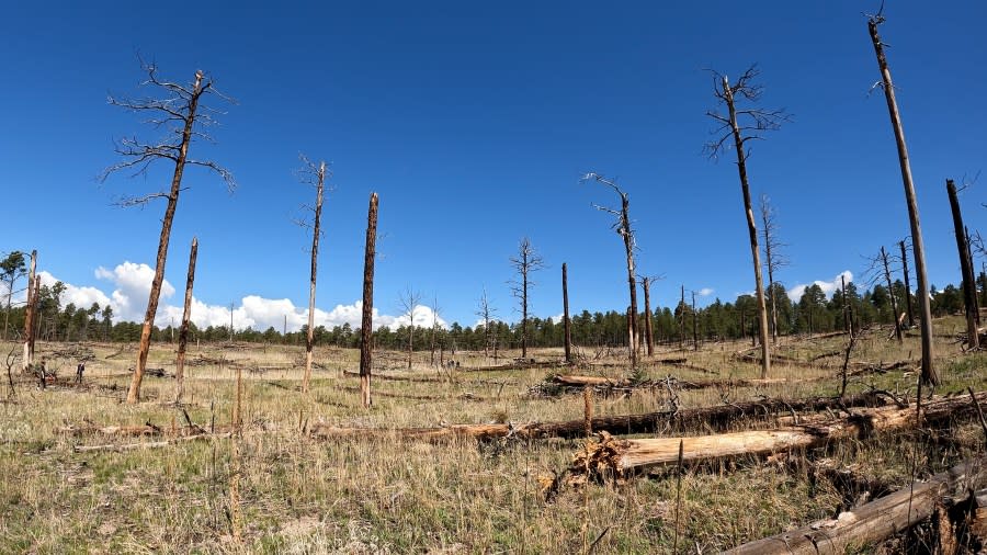 The hope after planting the new trees is for new life to come to the area.