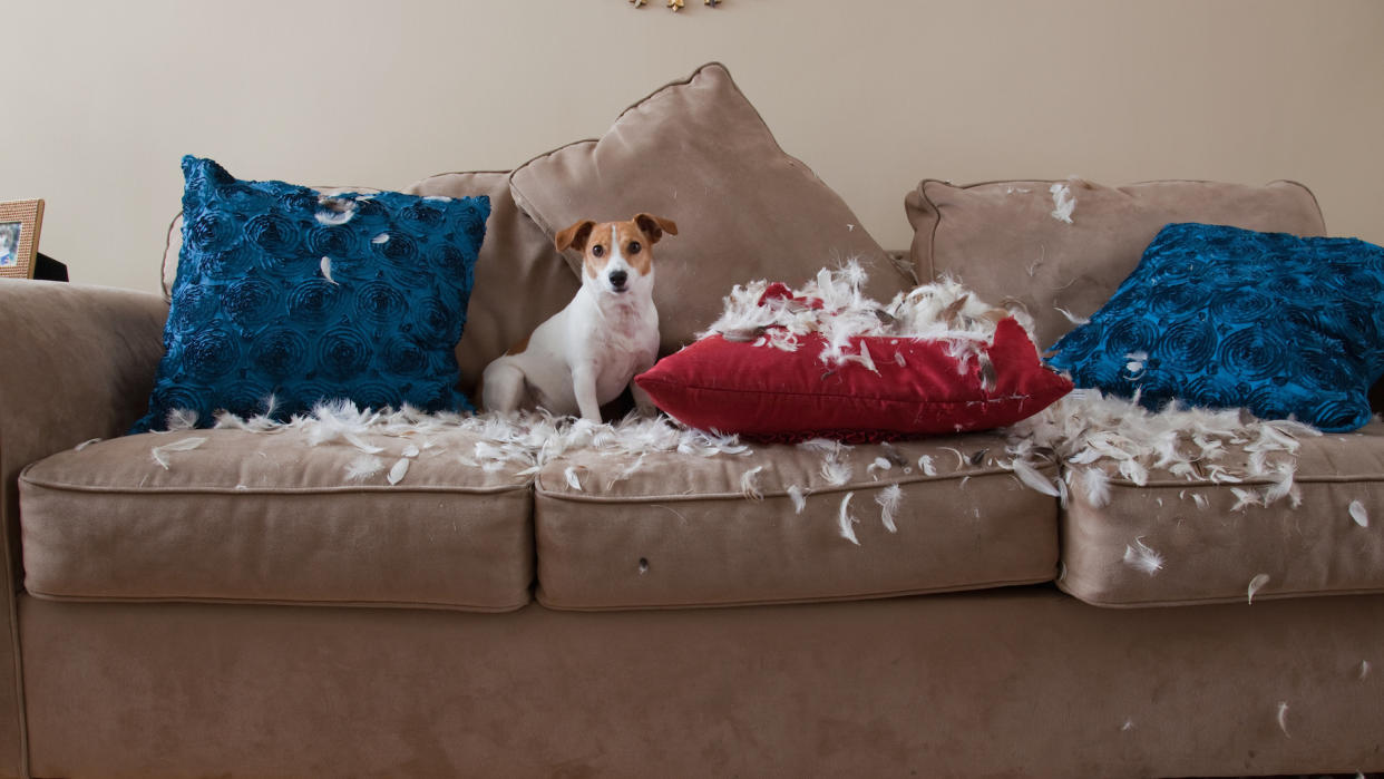  Jack Russell on sofa having torn up cushions. 
