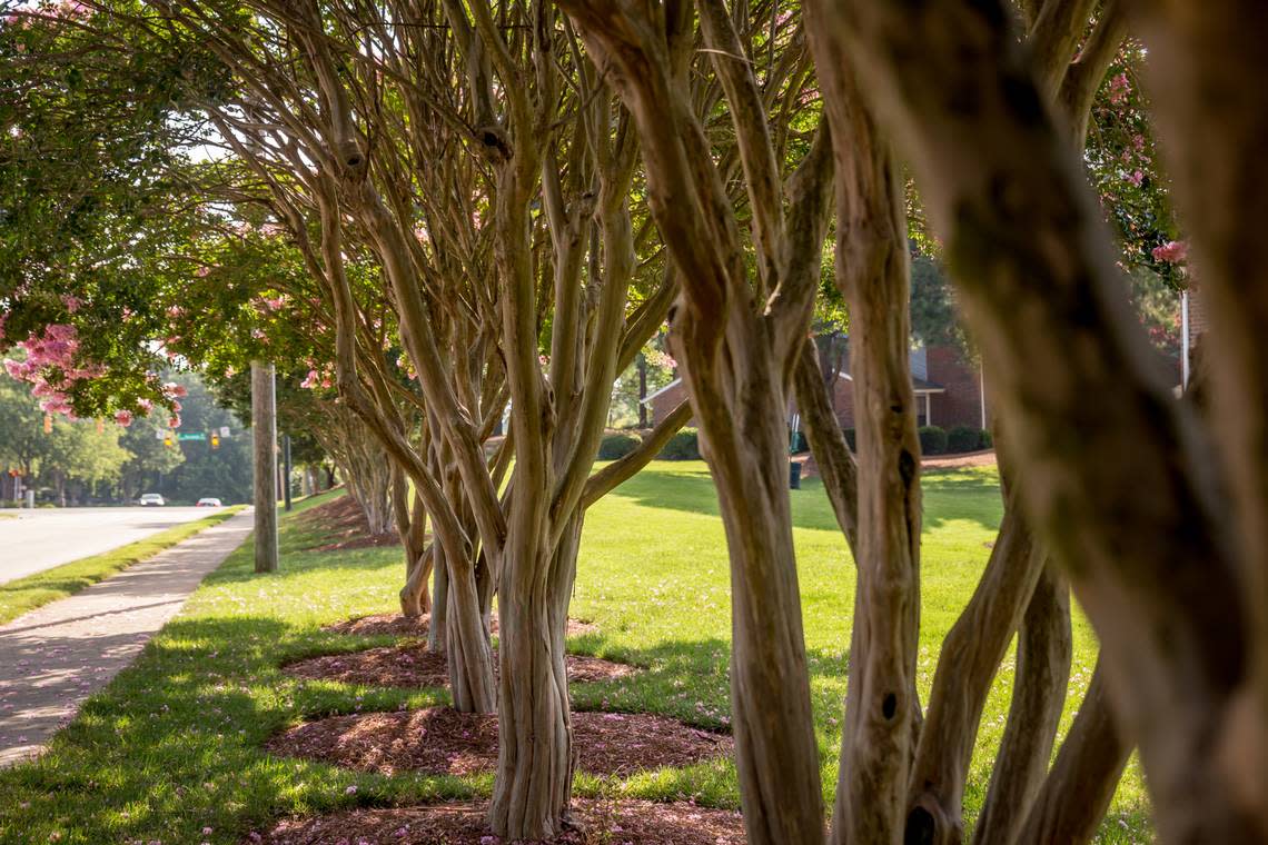 Healthy crape myrtle trees.