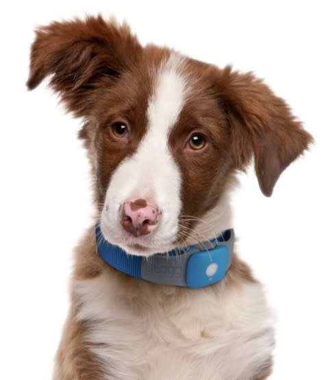 gps and wireless pet trackers 