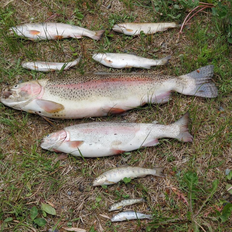 Samples of the dead fish are currently being analyzed