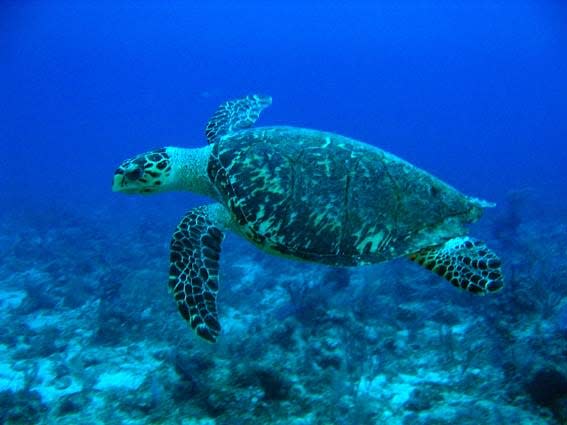 Hawksbill_Turtle