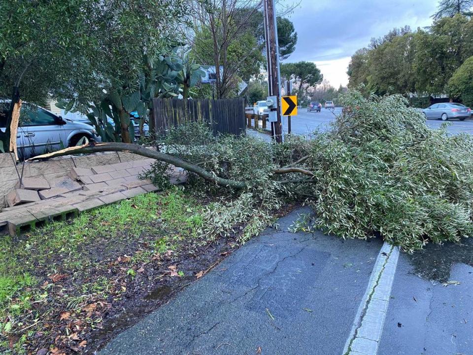 A tree is seen down in the road at Oak Avenue and Fair Oaks Drive in Carmichael on Monday, Feb. 5, 2024. A strong storm brought strong winds to the Sacramento region on Sunday, whipping trees and downing power lines across the capital region.