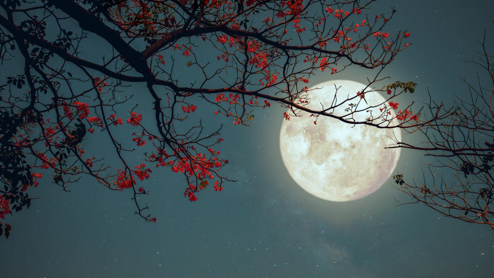 Full moon, Thailand, through flowers of tree