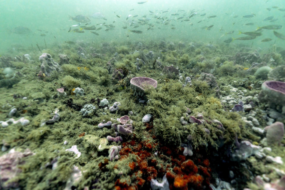 Fish swim over the reef at Gray's Reef National Marine Sanctuary Monday, Oct. 28, 2019, off the coast of Savannah, Ga. In 2018, a group of researchers led by University of North Carolina marine ecologist John Bruno published a pessimistic study of the effect of climate change on the world’s marine protected areas. Their findings: marine protected areas will warm by nearly 5 degrees Fahrenheit by 2100, and destroying species and marine life despite the existence of protections. (AP Photo/David J. Phillip)