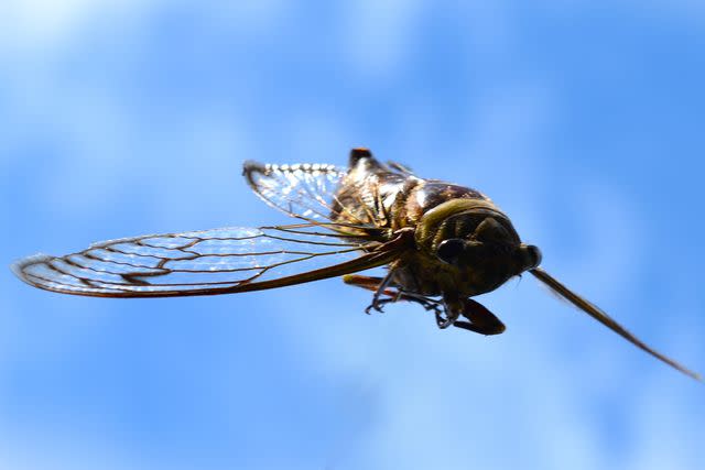 <p>Markus Frenzel/Getty</p> Cicadas