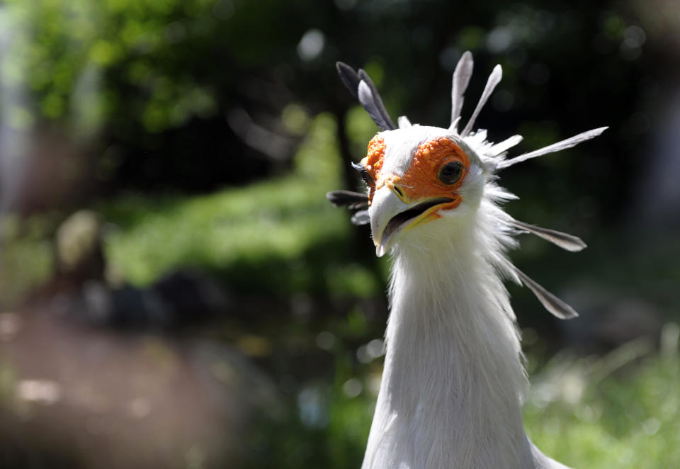 A secretary bird is pictured at the zoo&nbsp;in&nbsp;Amneville, France, on July 8, 2013.