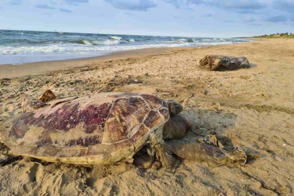 tortugas derrame petroleo Veracruz