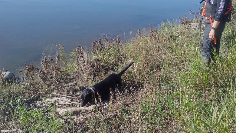 Oil sniffing dogs now at work on the James Smith Cree Nation