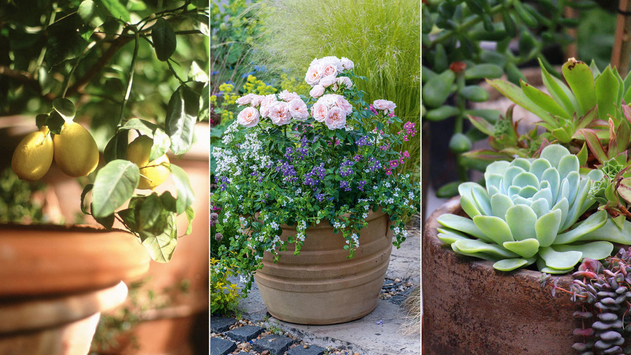  lemon tree in pots, roses growing in a summer themed container and succulents in pots 