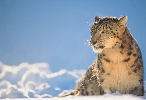 The elusive snow leopard - Credit: getty