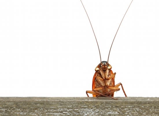 7 Facts About Cockroaches You Won't Want to Believe