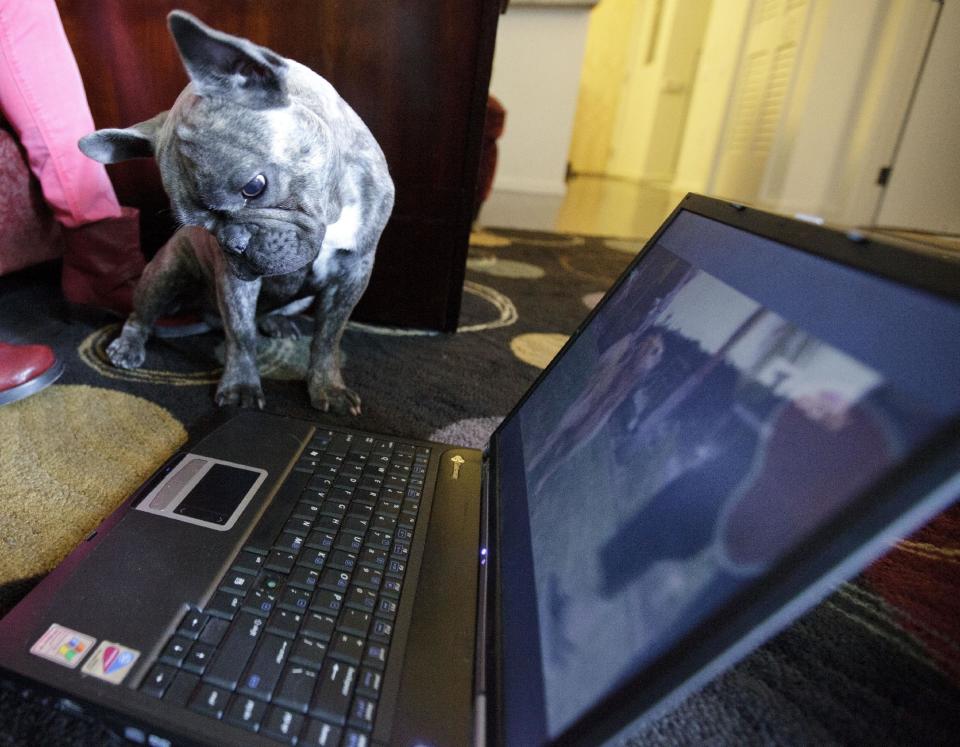 In this April 7, 2012 picture, Bleu, a French bulldog owned by Maria Catania, watches DogTV in her apartment in San Diego. One million subscribers with two cable companies have access to DogTV in San Diego, an 8-hour block of on-demand, daily cable TV programming designed to keep your dog relaxed, stimulated and exposed to new things while you are at work or school. (AP Photo/Gregory Bull)