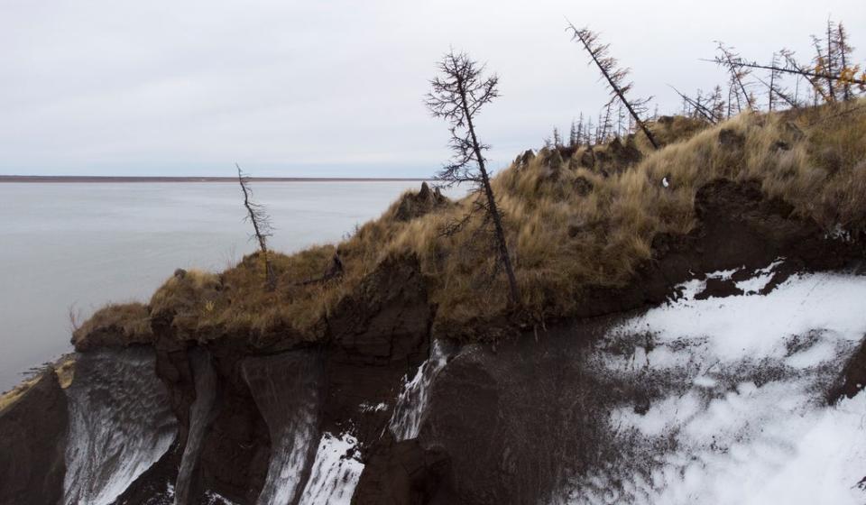 Trees lean precariously at Duvanny Yar (Reuters)