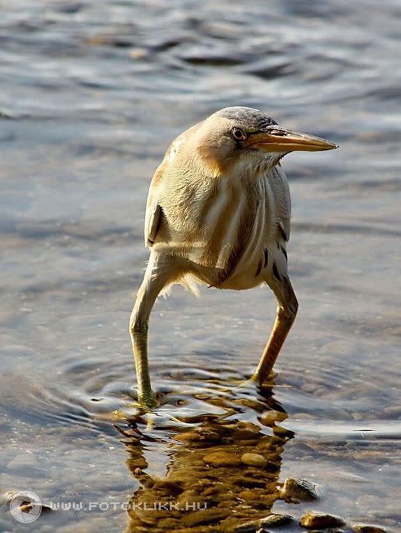 Long-legged bird in Photoshop battle is having a doozy of a day