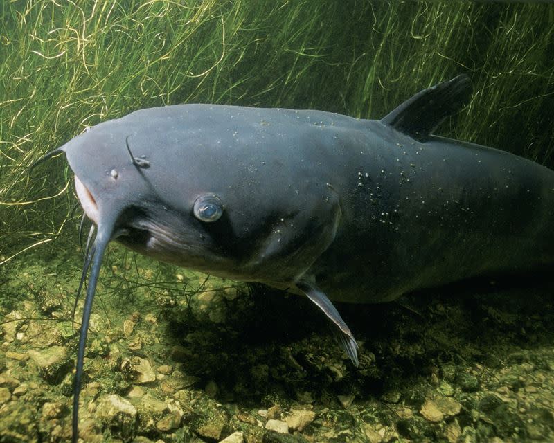 正常大小的鯰魚。（圖／翻攝自Pixabay圖庫）