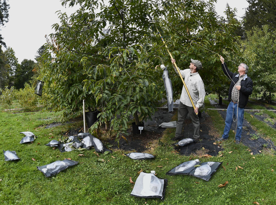 Andy Newhouse, left, and William Powell harvest genetically modified chestnut samples at the State University of New York's College of Environmental Science & Forestry's Lafayette Road Experiment Station in Syracuse, N.Y., Monday, Sept. 30, 2019. “We have this technology, it's a very powerful technology, and we can use that now to save a species,” said Professor Powell, a molecular plant biologist who directs the American Chestnut Research and Restoration Project at the college. (AP Photo/Adrian Kraus)