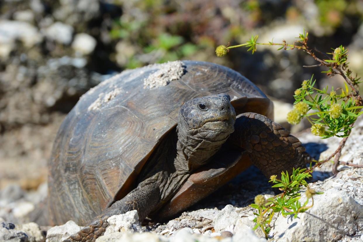 A gopher tortoise at Lovers Key State Park. Some gopher tortoise burrows  in Lehigh Acres were collapsed last week by heavy equipment.