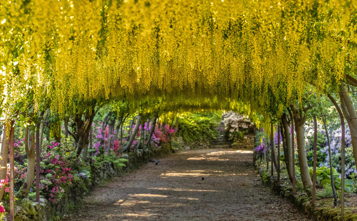 The golden laburnum arch at the National Trust's Bodnant Gardens near Colwyn Bay, Conwy, North Wales, as the gardens remain closed to visitors during the coronavirus pandemic. This season is the earliest that the 145-year-old laburnum arch has flowered in a decade. (Photo by Peter Byrne/PA Images via Getty Images)