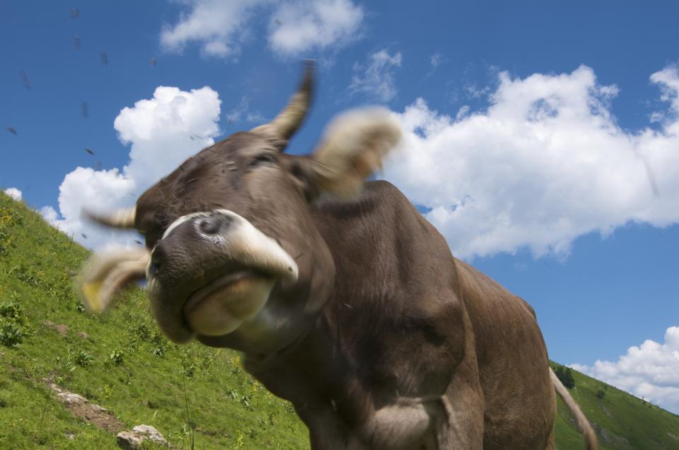 Cow on Schlappoltalm, Allgaeu Alps, Bavaria, Germany, Europe