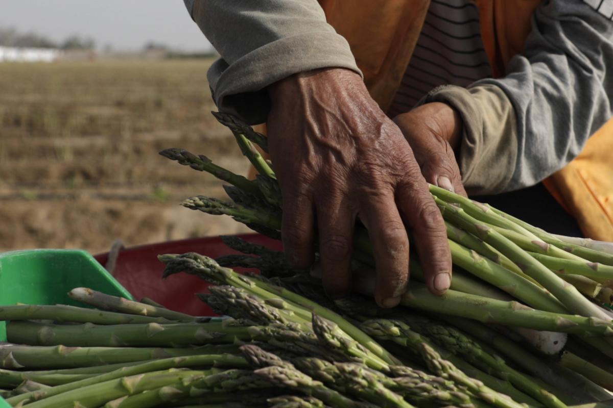 Perú apunta a que el 30% de sus envíos de fibra de alpaca al 2022