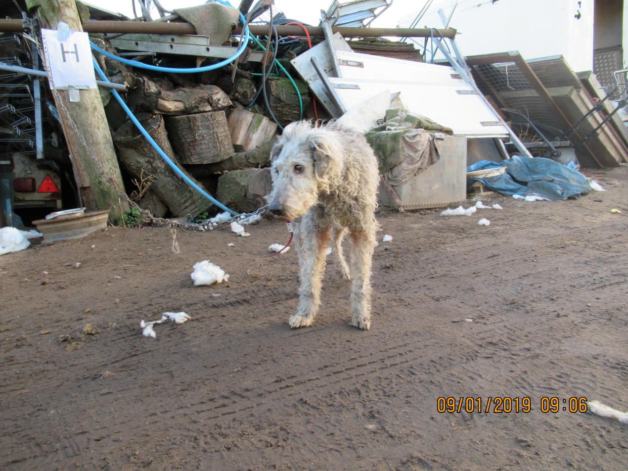 The conditions RPSCA inspectors found when they raided Christine Kelly's farm. (swns)