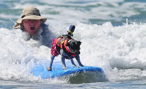 US-SURFING-DOGS