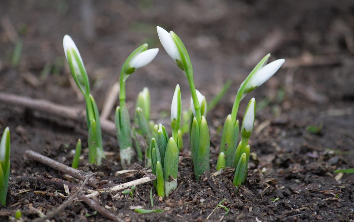 Some gardeners may have noticed the first appearance of snowdrops due to the warmer temperatures