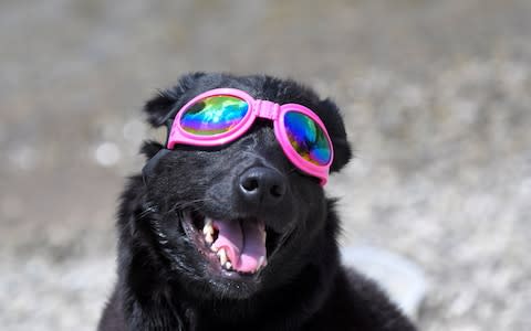 Madison the dog watches the solar eclipse - Credit: Reuters 