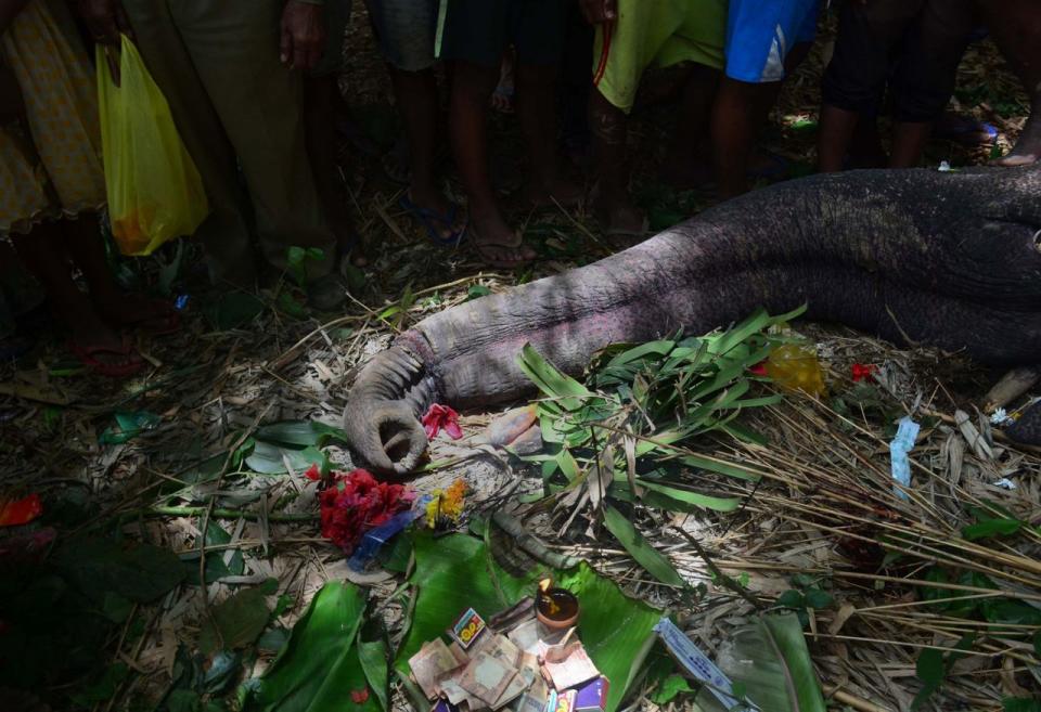 Dorfbewohner haben für ein Ritual Blumen und Geld neben den Rüssel eines asiatischen Elefanten gelegt, bevor das Tier in Sakrapani in Assam in Indien beerdigt wird. Wie Anwohner berichteten, gab es einen Kampf zwischen dem männlichen Elefanten und Dorfbewohnern, nachdem das Tier auf der Suche nach Futter in das Dorf eingedrungen war. Der Elefant starb an seinen Verletzungen. (Bild: STR/ EPA)