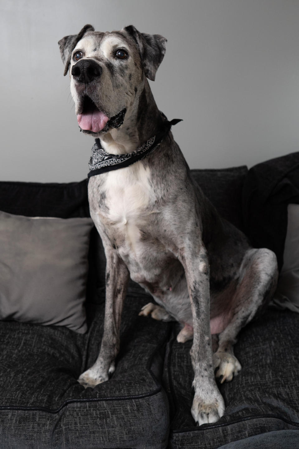 A British Great Dane who loves chicken dinners is thought to be the oldest in the world -- after smashing the previous record by years. Pirate the pooch is 11-and-a-half years old and has been adored by the Valentino family since they rescued him from the RSPCA more than a decade ago. One of the biggest breeds in the world, Great Danes often don't live for longer than six or seven years. But the 5ft 10in giant will be celebrating his 12th birthday in a few months time, and is thought to the the oldest of his breed in the world.