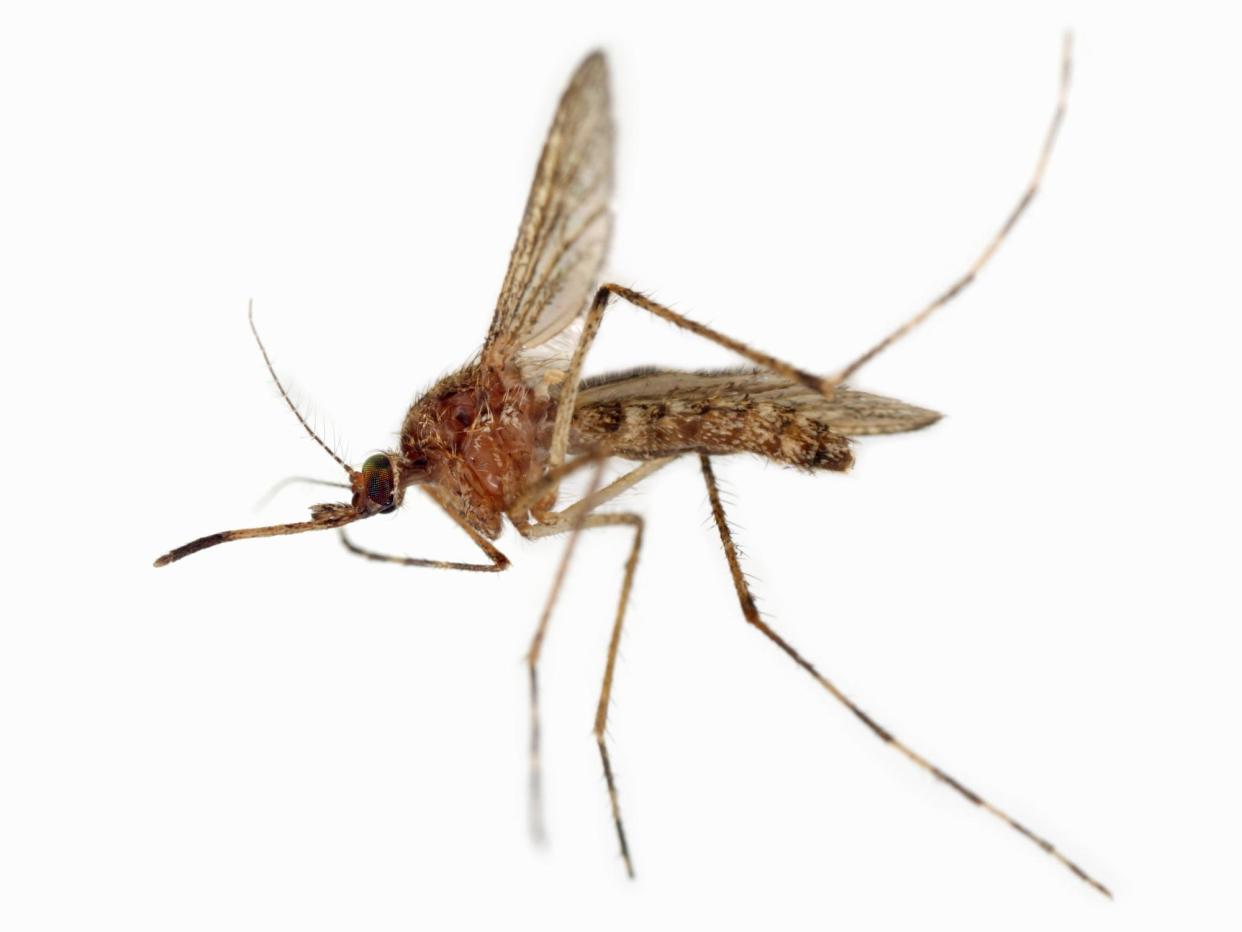 <span>A mosquito, in an undated photo. It is probably dead by now.</span><span>Photograph: Stefan Sollfors/Alamy</span>