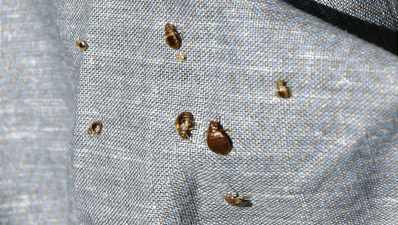 Bed bugs run for shade on the bed skirt of Adgreian Little at her apartment complex, Park Place at City Center in Salt Lake City Tuesday, October 12, 2010. She put the bed skirt in a plastic bag for the trash because it had so many bugs on it.