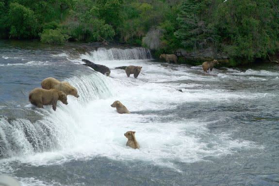 Brown bears fishing at the falls.