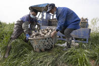 In this April 6, 2020, photo, Jiang Yuewu, right, prepares to replant his crop of aquatic tubers known as lotus roots in the Huangpi district of Wuhan in central China's Hubei province. Stuck in the same bind as many other Chinese farmers whose crops are rotting in their fields, Jiang is preparing to throw out a 500-ton harvest of lotus root because anti-coronavirus controls are preventing traders from getting to his farm near Wuhan, where the global pandemic started. (AP Photo/Ng Han Guan)